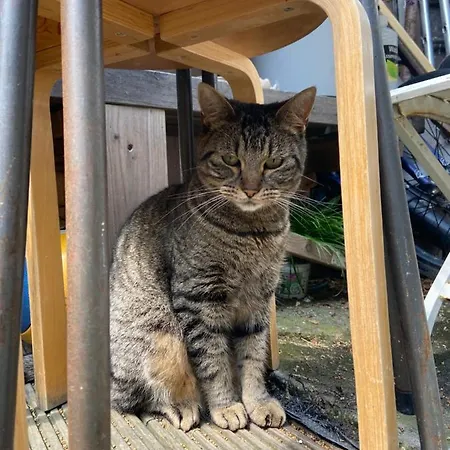 Surf/beach Mansion With 2 Cats * The Hague