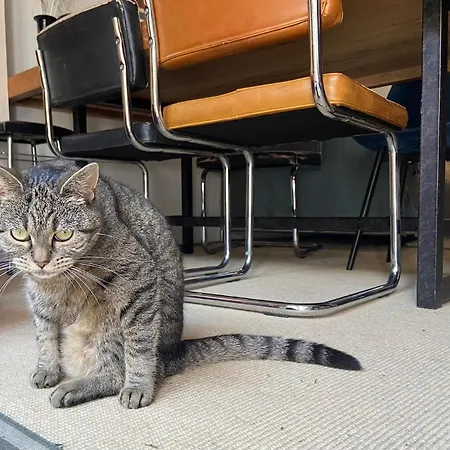 Surf/beach Mansion With 2 Cats The Hague